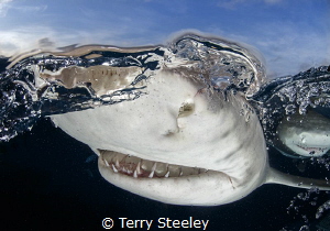 'Lemon shark split'
—
Subal underwater housing, Canon 1... by Terry Steeley 